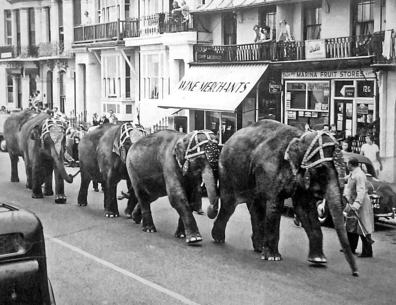 File:Elephants-from-Billy-Smarts-Circus-walking-along-West-Marina.-1950s.jpg