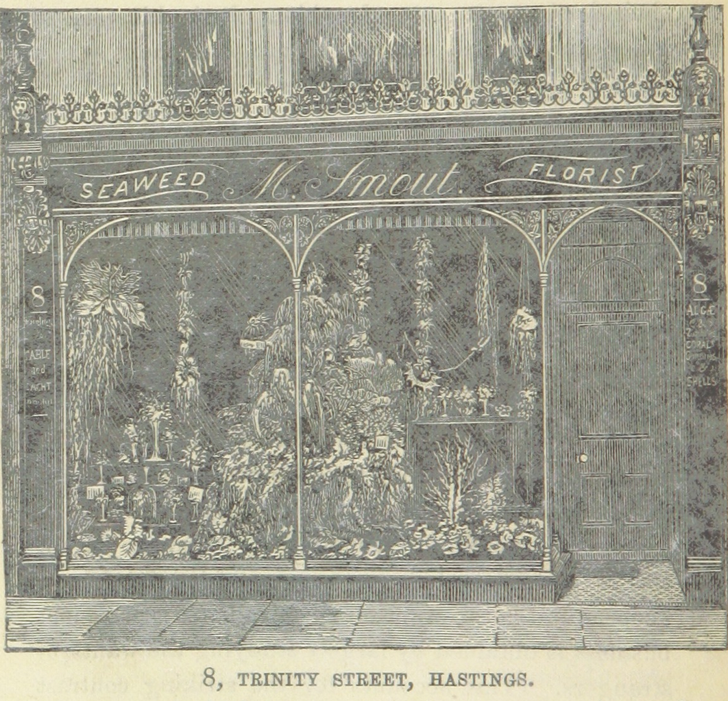 File:M Smout, 8 Trinity Street 1888.png